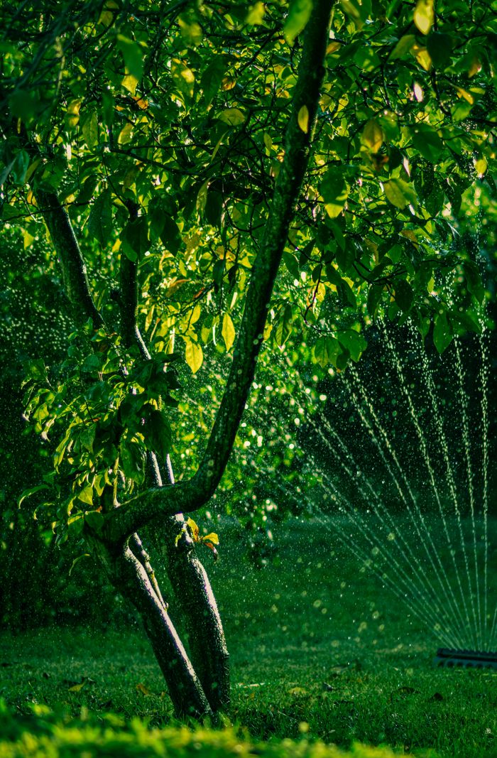 A vibrant garden scene with a tree and a water sprinkler, creating a refreshing atmosphere.